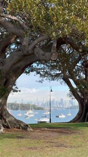 Sydney’s skyline, framed by nature 🌳🏙️🌳
