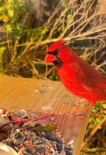 Favorite Birds of the Day: Cardinal vs. Catbird