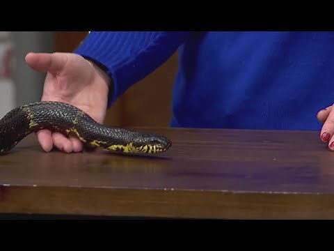 Do You Want a Russian Rat Snake As A Pet?