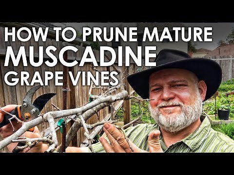 How to Prune Mature Muscadine Grape Vines || Black Gumbo