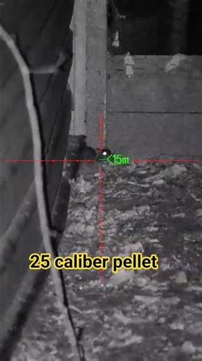 Hunting rats with the 25 caliber air rifle ‪@Sharpeyematthewsvermincontrol‬ #hunting #rat#pard