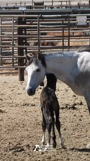 291K views · 8.8K reactions | This wild mare was taken from her...