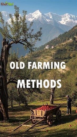 6.2K views · 144 reactions | Old Farming Methods  Traditional Kheti Ki Techniques, Tips Aur Knowledge Jo Aaj Bhi Banayein Farming Effective Aur Profitable . . . . . #OldFarmingMethods #TraditionalKheti #SmartFarming #AgriKnowledge #FarmingTips #ProfitableFarming #SustainableAgriculture #FarmersGuide #HighYield | KhetYari | Facebook