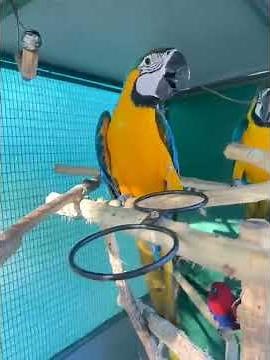 Blue and Gold Macaw for Sale in the UK