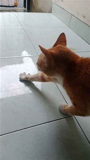 si kucing onyen lagi olahraga #cat #kucingbelangtiga #shortvideo #kucinganggoralucudanimut
