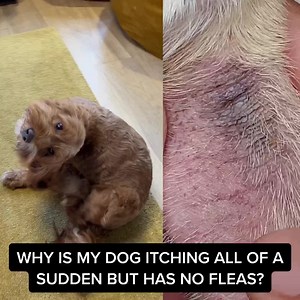 327K views · 481 reactions | If you can’t find out why your dog is itchy, maybe you are looking in the wrong place. Here's the truth behind their itching, plus how to help them with probiotics in just 30 seconds a day. Learn more below. | PetLab Co. | Facebook