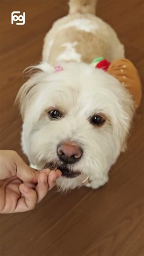 Your pet’s soul, captured in high-end design. #frame #framing