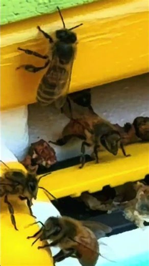 Our hive IQ #beekeeper #bees #honeybees #fyp #savethebees #beelife #beeculture #honeybee #beehive