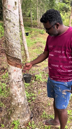 Common injuries in rubber tapping occur during the removal of the rubber stick at the spout (pili). This step is crucial to ensure the smooth flow of rubber sap into the collection bowl. 😃
