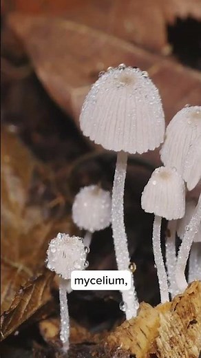 Fungi - The grand recyclers of our planet
