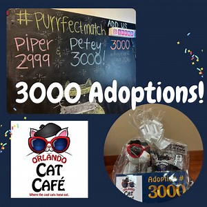 9.1K views · 283 reactions |  3,000 ADOPTIONS!  Orlando Cat Café...