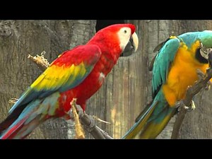 Zoo View Macaws - Cincinnati Zoo
