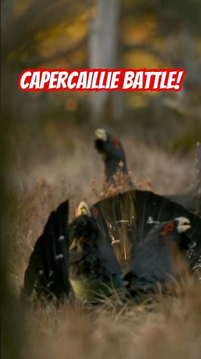 The showdown begins. #wildlife #naturepbs #animals #capercaillie #birds