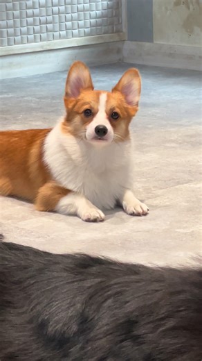 Pomeranianish Corgi #corgi #pomeranian #dog #pet