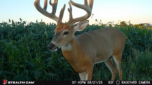 Stealth Cam on Reels