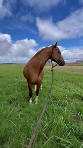 LA LEGUA 🇺🇾 | Criollo Sembrador