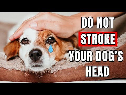 You Need to Know This Before Stroking Your Dog’s Head! YOU’LL BE SURPRISED!