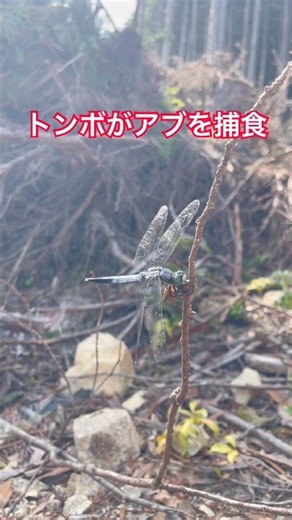 【貴重】シオカラトンボの捕食シーン #昆虫 #トンボ #捕食 #捕食シーン #田舎暮らし