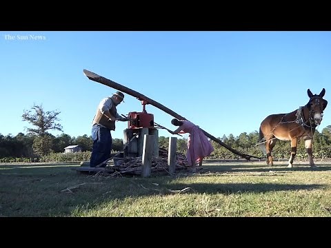 Sights and sounds of traditional sugar cane mill at L.W. Paul Living History Farm