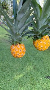 miniature pineapple #reels #reelsfb #fyp #reelsviral #reelsviral #pineapple | MAyeth’s mini garden
