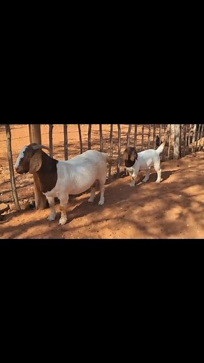 Healthy goats don’t just happen — they are MADE through proper management, and deworming is one of the most important steps you can’t afford to ignore. 🐐💉 Goats are naturally prone to internal parasites like roundworms, tapeworms, and liver flukes, and without control, these silent killers can destroy your productivity and profit. Here’s why consistent deworming is a must: 🔹 1. Boosts Growth & Weight Gain Parasites steal the nutrients your goats work hard to eat. Deworming ensures feed benefi