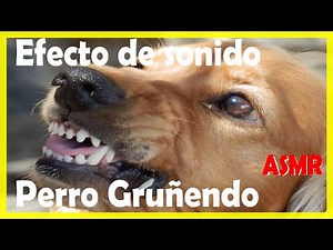 SONIDO DE PERRO GRUÑENDO FUERTE | Efecto de sonido | ASMR