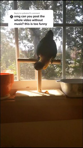 Bird Falling After Destroying Perch | Unexpected Outcome