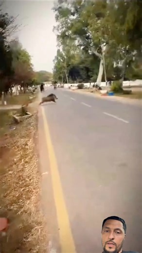 40K views · 596 reactions | Pumba and timone in the wrong hold | Steff Weezy | Facebook