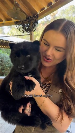 Teaching wolf pups how to howl🥹Come howl with our wolf pack at Myrtle Beach Safari