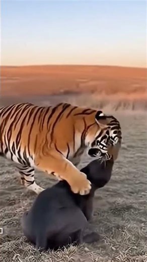 Pitbull vs tiger ral battle caught in camera😯|| #safarifootage #animalencounter #wildlifewatching