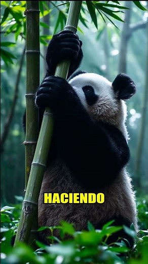 Pandas: What Do They Eat? 🐼