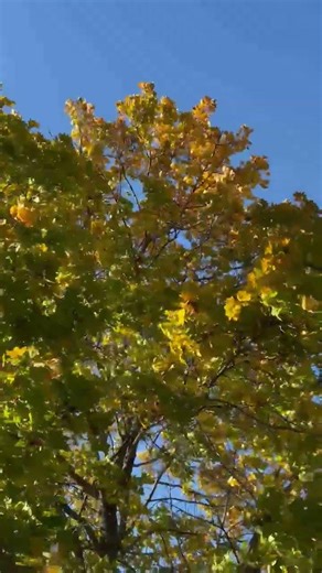 Buffalo Springfield here's an oldie..#music