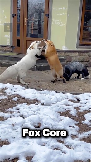 Angry Fox Core #angry #fox #core #viralshorts