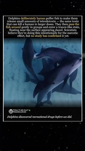 These dolphin Are Getting “High”… 😳#animals #viral #omg #facts #shorts