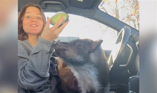 Adorable Pig’s Taco Bell Drive-Thru Adventure
