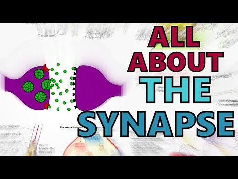 The Synapse | Function of the Synapse Explained | Synaptic Transmission | Types of Synapses