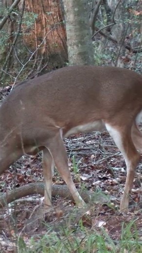 FUGLY Buck Down! 💥 Alabama Hunt#deerhunting #buckdown #ravinr10