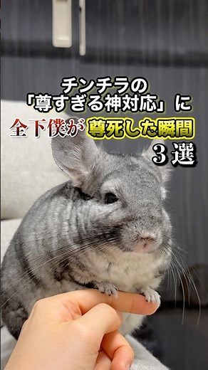 チンチラの「尊すぎる神対応」に全下僕が尊死した瞬間３選 #チンチラ #chinchilla #shorts
