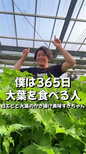 大葉を使った白エビのかき揚げレシピ