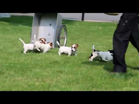 Jack Russell Terrier Puppies For Sale