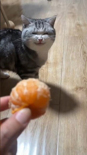 Human Foods Your Cat Can Actually Eat 🐱🍗