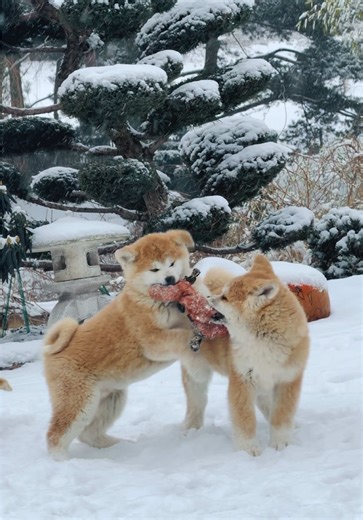 Adorable Akitas Playing in the Snow