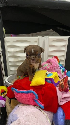 Meet Smooches: The Adorable 2 lb English Bulldog