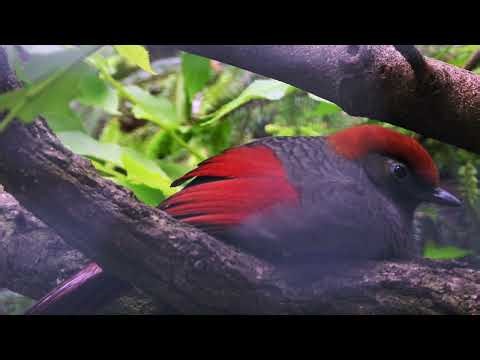 Red-tailed Laughingthrush is not conspicuous 4K