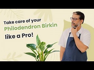 How to take care of Philodendron Birkin?