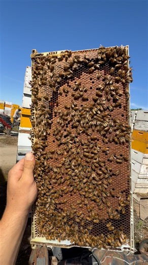 Amazing queen bee she lays good brood. #bees #beekeeping #honeybeesting #workerbee #honeybeedance