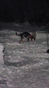 Feeding out frozen chunks of raw beaver for our sled dogs. You cannot put weight on dogs in the winter without raw meat. This was after their dinner time and after a long day of work for the dogs. Raw is the best for hard working dogs like ours. | Endurance Kennels LLC