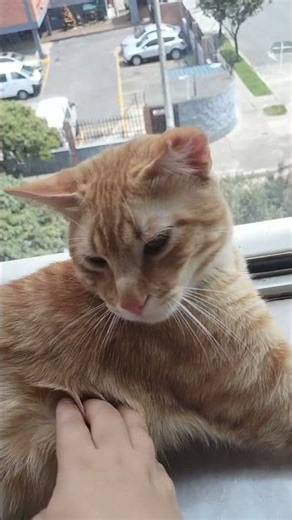 😹 Conozcan a Cacao, el gato más divertido del planeta