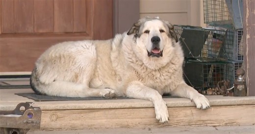 Missing toddler who walked 7 miles alone through Arizona wilderness led to safety by rancher's dog