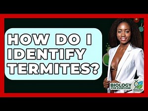How Do I Identify Termites? - Biology For Everyone